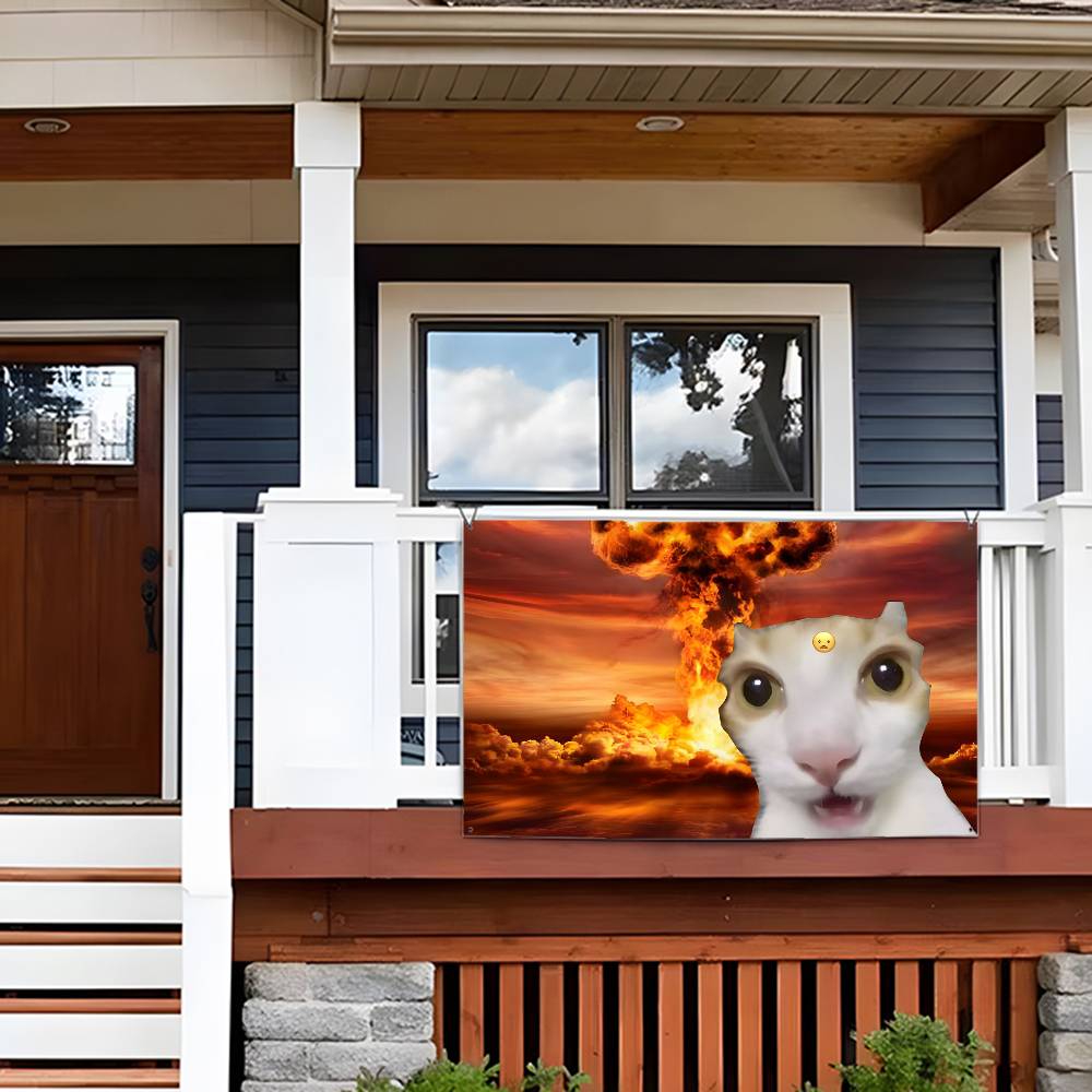 Interesting cat photography Fl - Photography Interest review and price